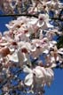 Spring Blossoms, Stanley Park