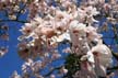 Spring Blossoms, Stanley Park