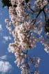 Spring Blossoms, Stanley Park