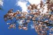 Spring Blossoms, Stanley Park