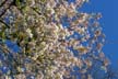 Spring Blossoms, Stanley Park