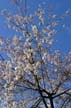 Spring Blossoms, Stanley Park