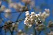 Spring Blossoms, Stanley Park