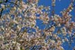 Spring Blossoms, Stanley Park