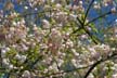 Spring Blossoms, Stanley Park