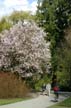 Spring Blossoms, Lost Lagoon