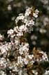 Spring Blossoms, Stanley Park