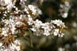 Spring Blossoms, Stanley Park