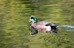 Mallard Duck, Stanley Park