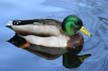 Mallard Duck, Canada Stock Photographs