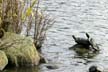 Couple Of Turtles Basking, Stanley Park