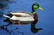 Mallard Duck, Stanley Park