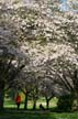 Spring Blossoms, Stanley Park