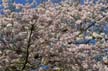 Spring Blossoms, Stanley Park