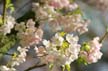 Spring Blossoms, Stanley Park