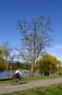 Lost Lagoon Spring, Stanley Park