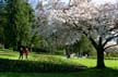 Spring Blossoms, Stanley Park