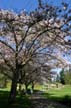 Spring Blossoms, Stanley Park