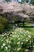 Spring Blossoms, Stanley Park