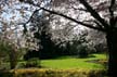 Spring Blossoms, Stanley Park