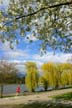 Spring Blossoms, Stanley Park