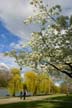 Spring Blossoms, Stanley Park