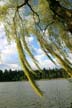 Lost Lagoon Spring, Stanley Park