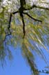 Willow At Lost Lagoon, Stanley Park