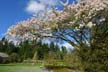 Spring Blossoms, Stanley Park