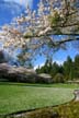 Spring Blossoms, Stanley Park