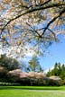 Spring Blossoms, Stanley Park