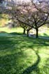 Spring Blossoms, Stanley Park