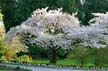 Springtime, Stanley Park