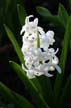 Garden Flowers, Canada Stock Photographs