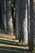 Trees, Stanley Park