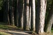 Trees, Stanley Park