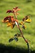 Rose Garden Flowers, Canada Stock Photographs