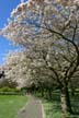 Springtime, Stanley Park