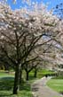 Springtime, Stanley Park