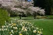 Springtime, Stanley Park