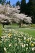 Springtime, Stanley Park