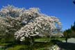 Springtime, Stanley Park