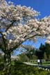 Springtime, Stanley Park