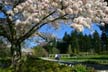 Springtime, Stanley Park