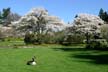 Springtime, Stanley Park