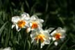 Garden Flowers, Canada Stock Photographs