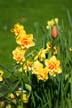 Garden Flowers, Canada Stock Photographs