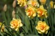 Rose Garden Flowers, Canada Stock Photographs