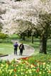 Springtime, Stanley Park