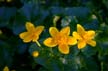 Rose Garden Flowers, Canada Stock Photographs